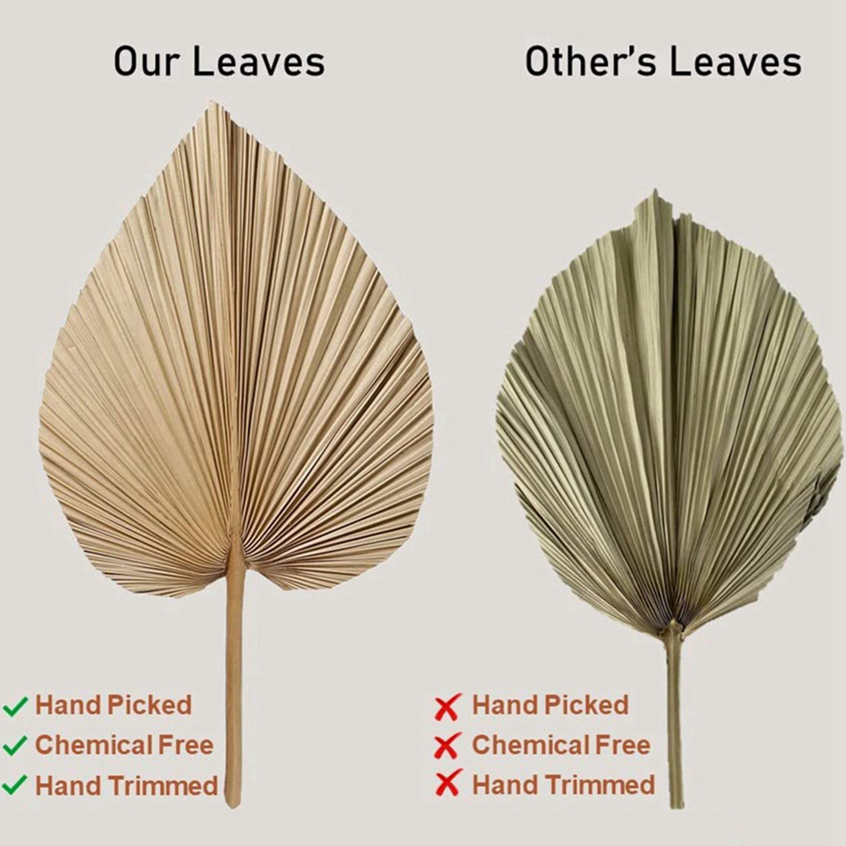 8 sztuk naturalnych suszonych  – Palm Leaf Dried recenzja i cena