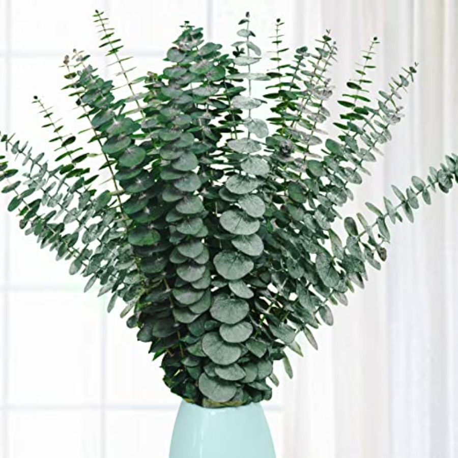 20 szt. Suszonych, konserwowan – Eucalyptus Preserved recenzja i cena