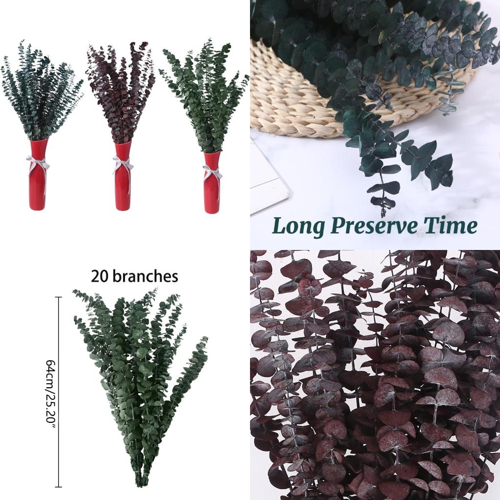 20 sztuk zakonserwowane na świ – Eucalyptus Preserved recenzja i cena