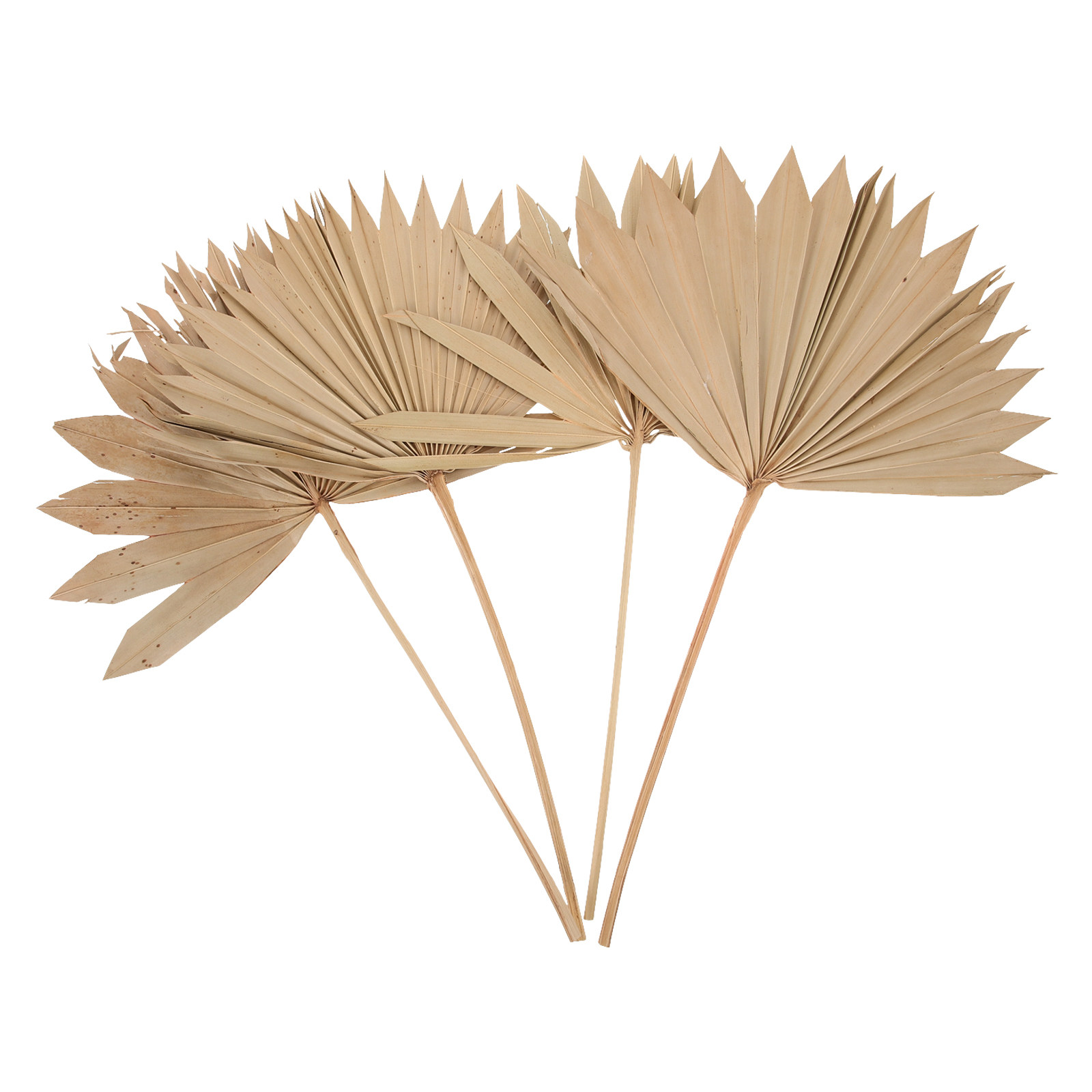 4 sztuki suszonych liści palmo – Palm Leaf Dried recenzja i cena