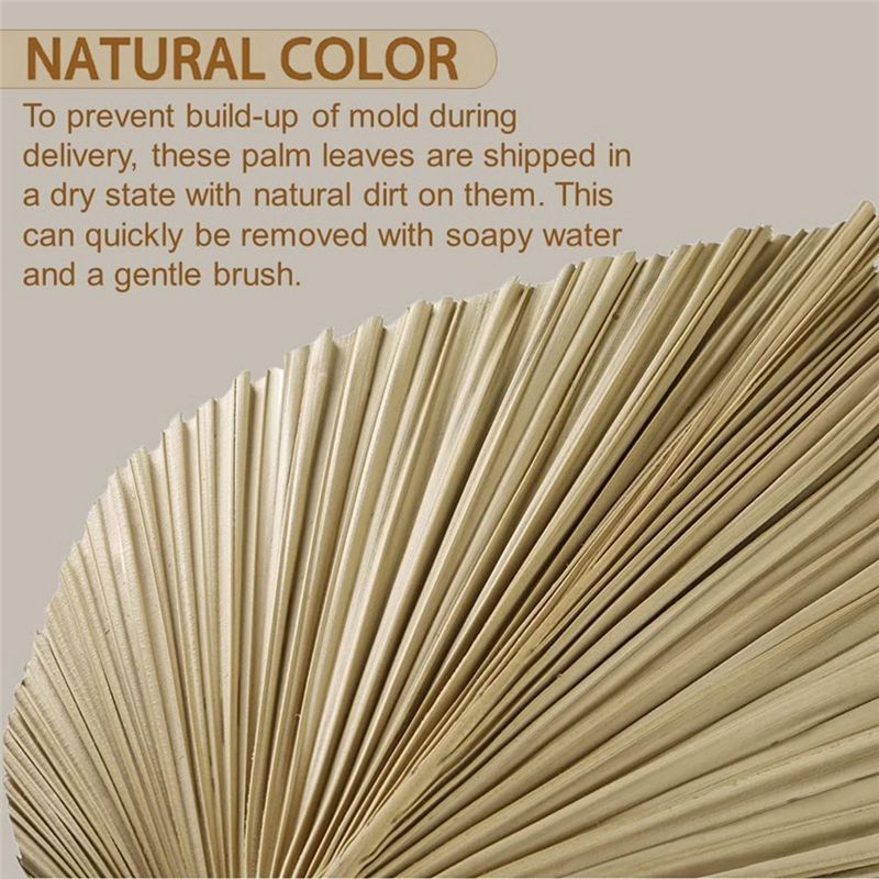 Świeże 4 sztuki naturalnych su – Palm Leaf Dried recenzja i cena