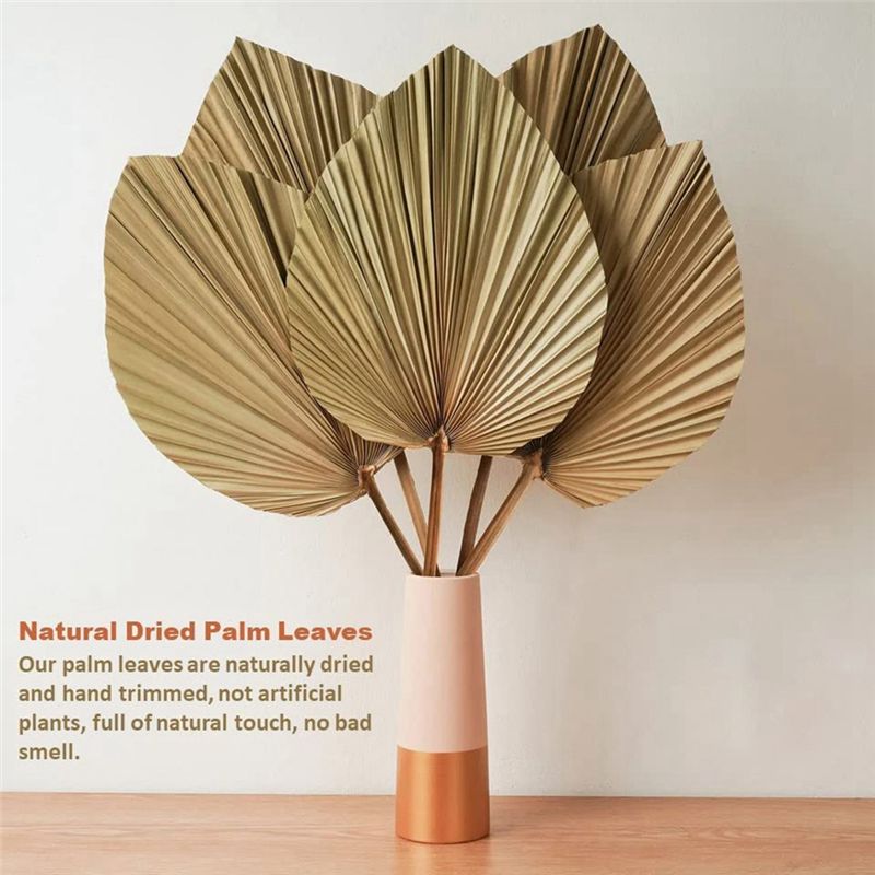 Świeże 4 sztuki naturalnych su – Palm Leaf Dried recenzja i cena